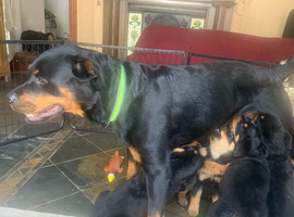 Stunning Rottweiler puppies