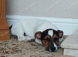 4mth Jack Russell Short Tailed Puppy For Sale