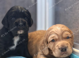 Kc reg working cocker boy puppies heritary clear