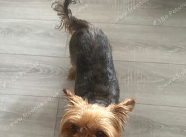 Yorkshire terrier