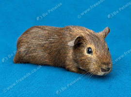 Gorgeous guinea pigs
