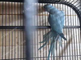 Indian ringneck