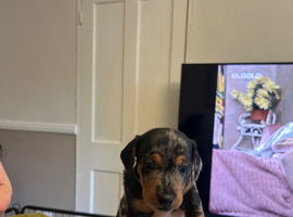 Puppies