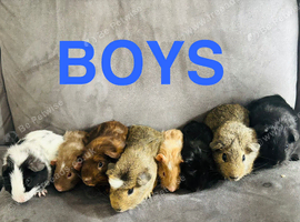 X8 baby boy guinea pigs