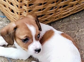 Puppies for sale