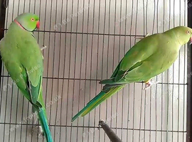 Bonded breeding pair indian ringnecks