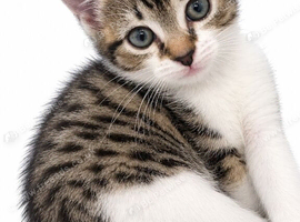 2 Beauitful tabby girls