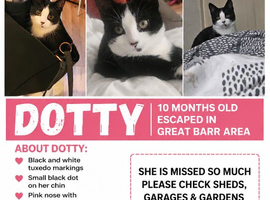 10 month old tuxedo kitten missing