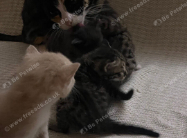 Beautiful Male Kittens Looking For Their Forver Home