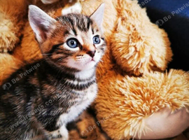Kittens