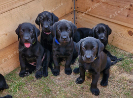 Labrador Puppies