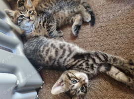 Bengal x kittens