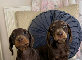 Miniature Dachshund puppies