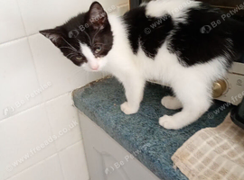 Lovely female kittens ready now