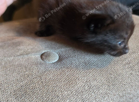 1 female kitten