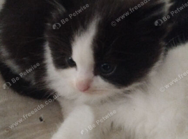 Cute British longhair kitten