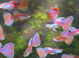 Pink Grass Guppies Breeding pairs Tropical Fish