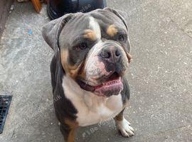 1 year old olde tyme English bulldog