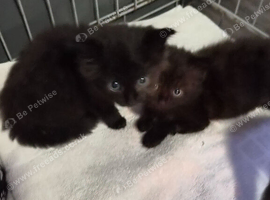 3 beautiful kittens