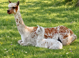 A very special breeding group of 16 alpacas