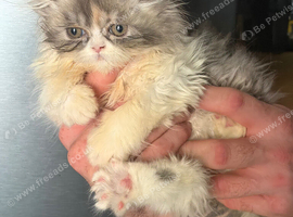 1 girl 1 boy persian kittens