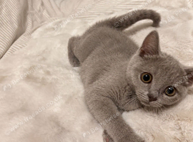 British short hair Russian blue