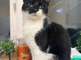 Beautiful little girl needs a loving home