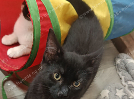 4 male kittens, 2 black, 2 black and white