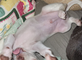 Last Male Chihuahua Puppy 11 weeks Ready Now