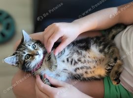 Maine Coon X kittens ready now