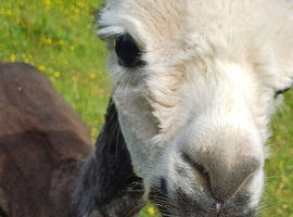 Stunning boy for sale
