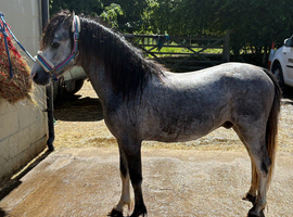 Registered Section A. 2 year old gelding