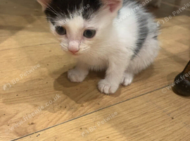 1 kitten available