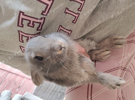 Baby bunny