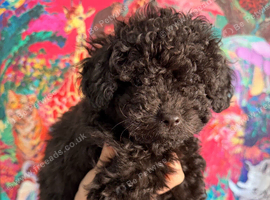 Black pure breed toy poodle