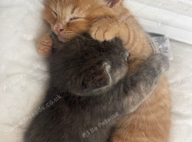 2 beautiful kittens for sale .