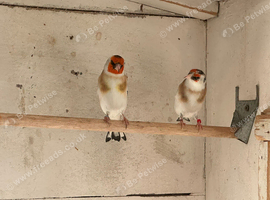 goldfinches