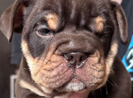 British Bulldog Puppies