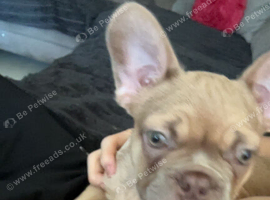 12 week old fully jab and chipped Isabella French bulldog puppy