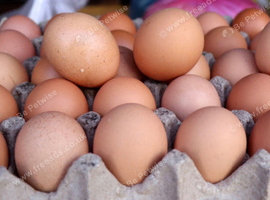 Hatch you eggs with no stress