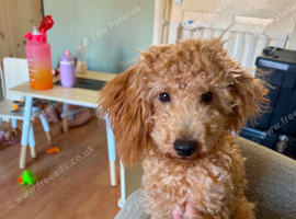 Male miniature poodle