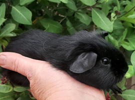 Baby black boy available.