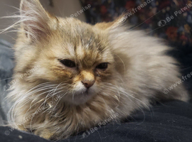 golden persian chinchilla