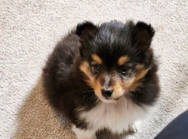 Shetland Sheepdog Sheltie puppy ready now.
