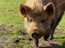 Kune kune pig