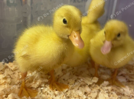 Cherry valley ducklings