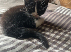 Mixed breed black and white also tabby