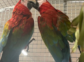 Gorgeous bonded Proven pair of Greenwing Macaws