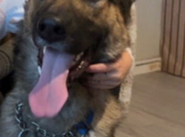 German Shepard x Belgian malinious