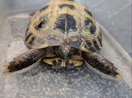 Horsefeild tortoise